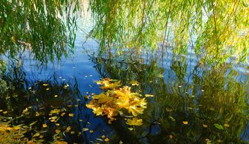 willow twigs hanging over a shore, maple & birch leaves in the water