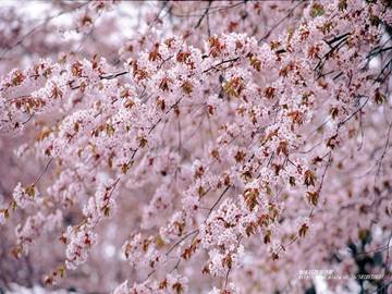 Sakura hana 11 1024