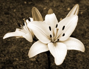 lily (sepia filter)