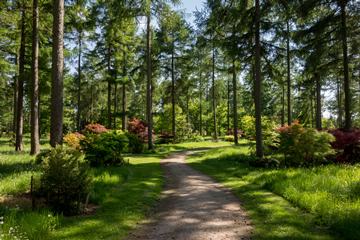 path through Westonbirt Arboretum, England