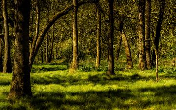 grassy forest with dramatic shading