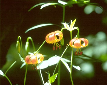 Leopard Lily PRINT