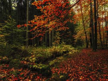 creek dividing coniferous and deciduous autumn forest