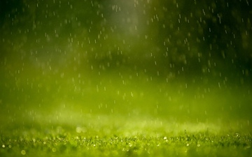rain against blurred grass (macro)