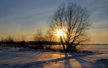 setting Sun shining through bare tree in snowy landscape, frozen Volga River, Nekrasovsky District, Russia
