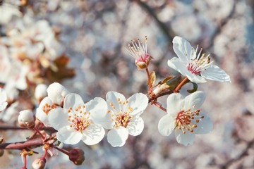 blossoming cherry tree, twig close-up