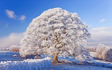 hoarfrost on a solitary tree, Cotswolds, England, UK