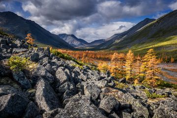 autumn larches by the Studeniy Ruchey, Kolyma, Russia