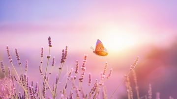 scarce copper flying above lavender at sunrise, France