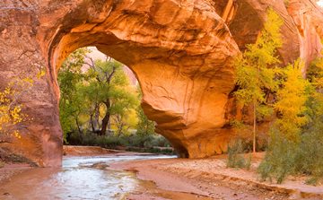 cottonwoods through an arch in Coyote Gulch, Glen Canyon Recreation Area, Utah, USA