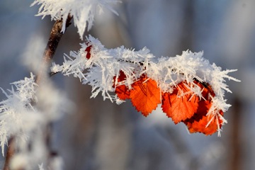 birch twig with autumn leaves covered in hoarfrost