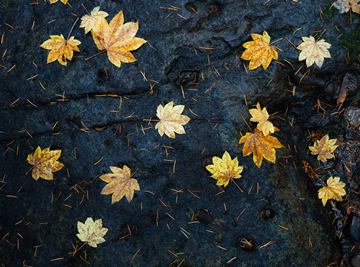 autumn leaves and needles on a dark rock