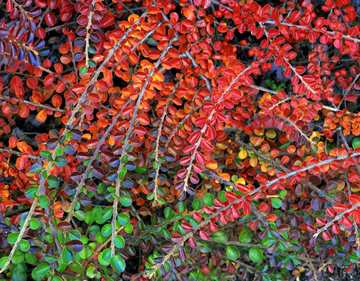 (z) Fall-colored leaves of cotoneaster plant