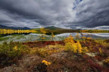 Jack London Lake surrounded with bright yellow autumn trees, Kolyma, Russia