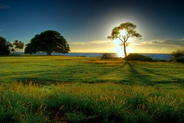 the sun setting behind a tree, Ko Olina, O'ahu, Hawaii, USA