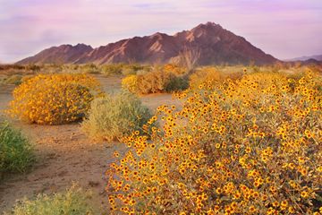 sagebrush and blooming brittlebushes in the Sonoran Desert, Pinacate Wilderness, Mexico
