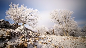 frosted trees on rocky terrain, Sierra de Aralar, Navarra, Spain