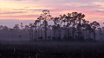 a stand of slash pines and sawgrass prairie, Everglades National Park, Florida, USA