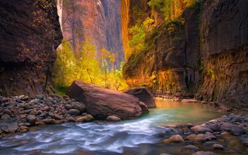 autumn trees around the Virgin River, Zion Narrows, Utah, USA