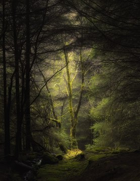 mossy forest near the Bracklinn Falls, Callander, Scotland