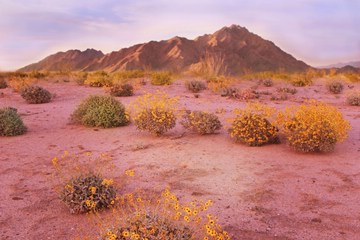sagebrush and blooming brittlebushes in the Sonoran Desert, Pinacate Wilderness, Mexico (forward)